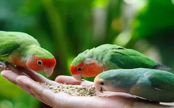 تصویر 1 از قیمت مکمل کلسیم پرندگان + خرید باور نکردنی